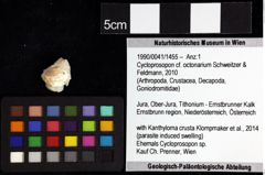 Foto (Objket + Etiketten) von Goniodromites bidentatus (Reuss, 1859) 